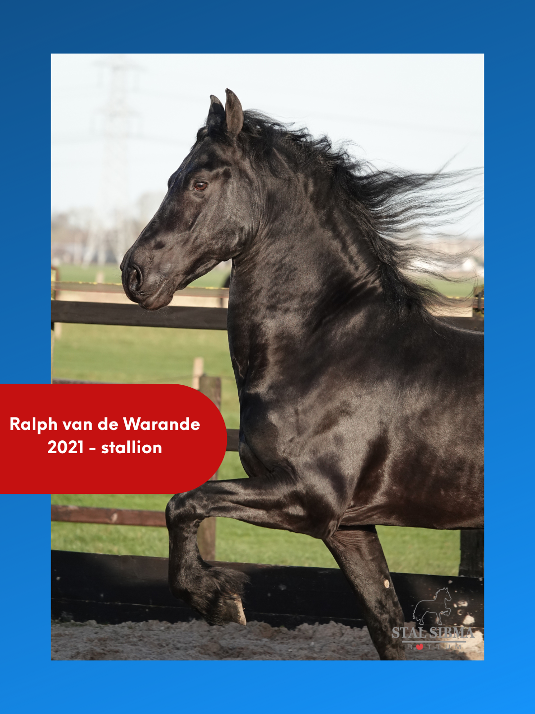Friese hengst Ralph van de warande