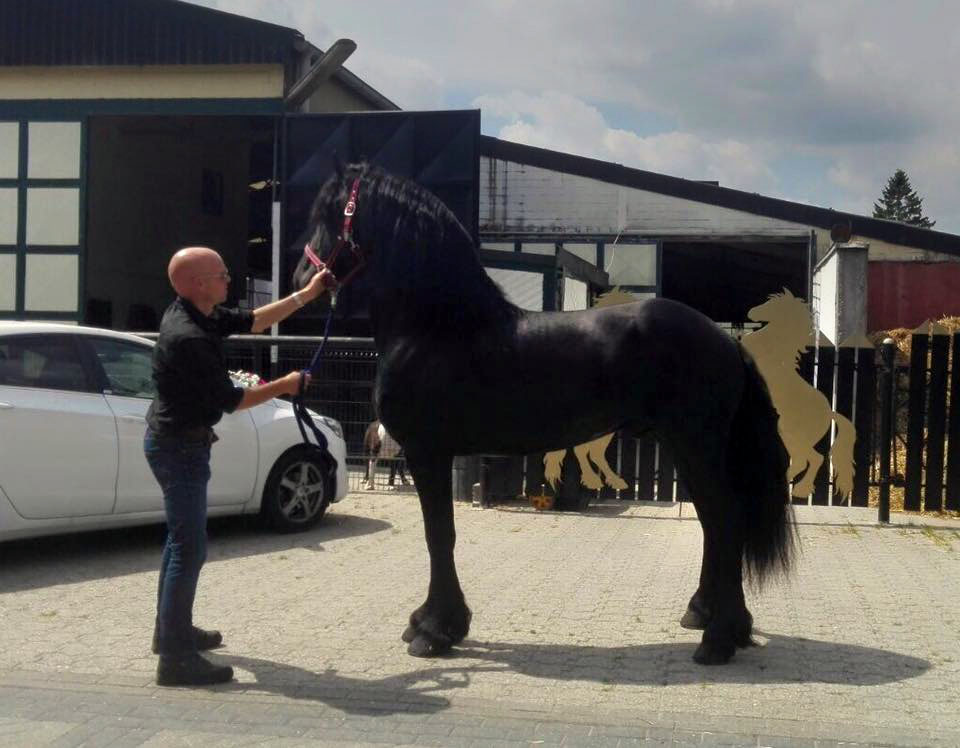 Gescout voor Appassionata show! Hengst van Stal Sibma