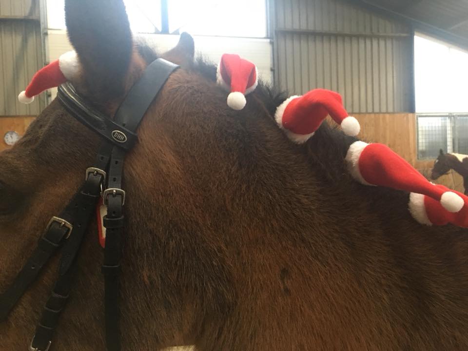 Christmas Councours horses stable Sibma The Netherlands