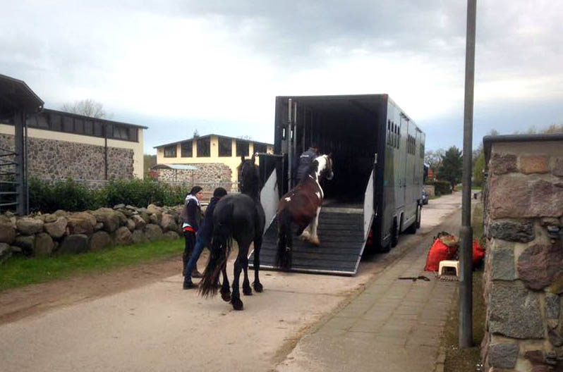 13 new horses arrive at Stable Sibma in Rottum 13 new horses arrive at Stable Sibma in Rottum