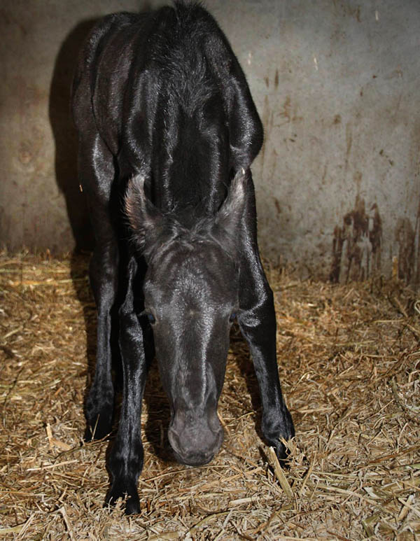 Friesian filly for starmare Mentha and sire Uldrik 457 at Stable Sibma
