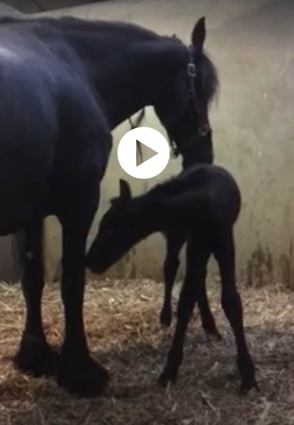 Friesian foal born