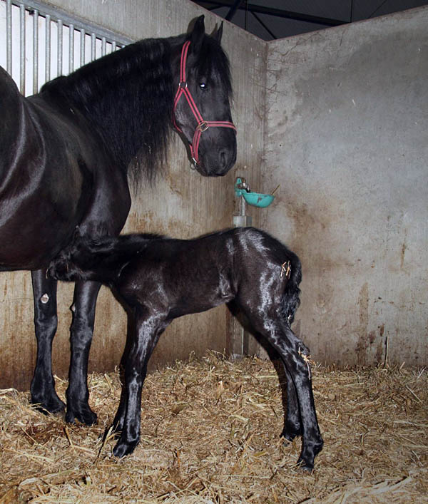 Gelukkig Temmen rib Stal Sibma, manege en verkoop van friese paarden - Stermerrie van Mentha en  Uldrik 457