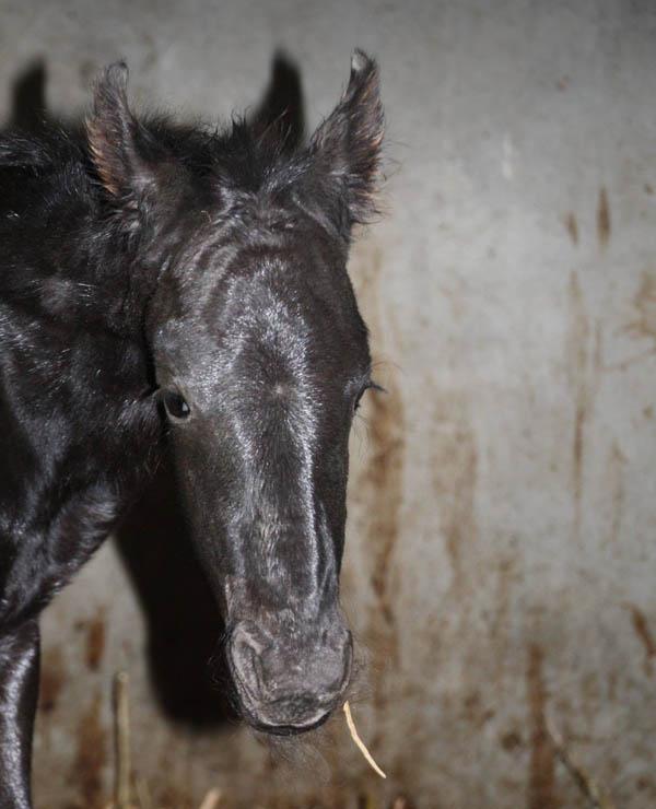 Friesian mare filly born at Stable Sibma!