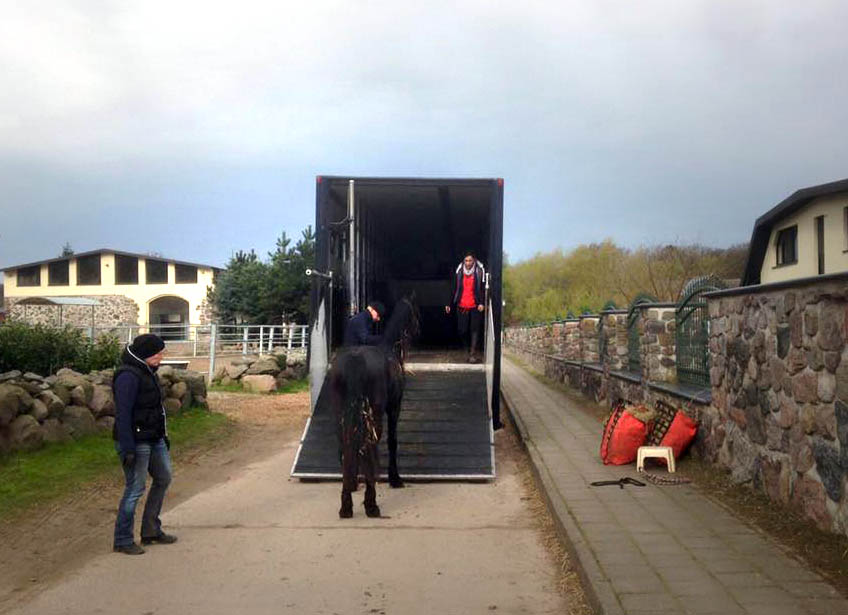13 new tophorses arrive from Germany