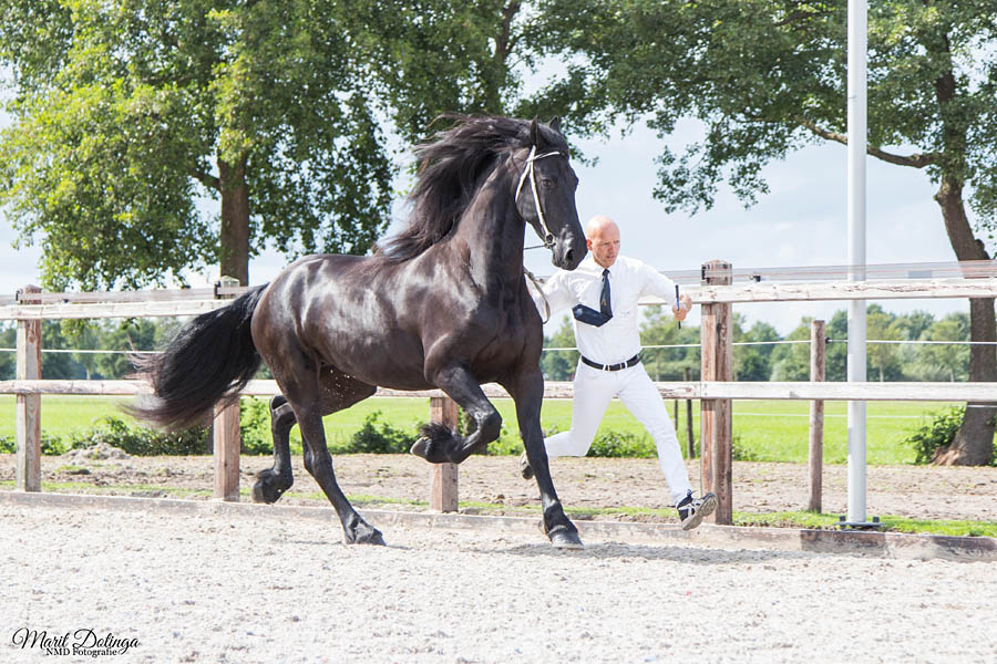 Open dag Stal Sibma Rottum 2017: Piet Sibma in actie Open dag Stal Sibma Rottum 2017: Piet Sibma in actie