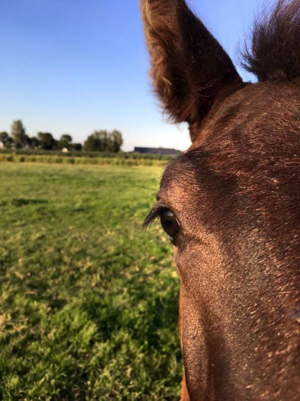 Paard Stal Sibma in avondzon