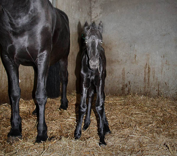 Friesian filly for starmare Mentha and sire Uldrik 457