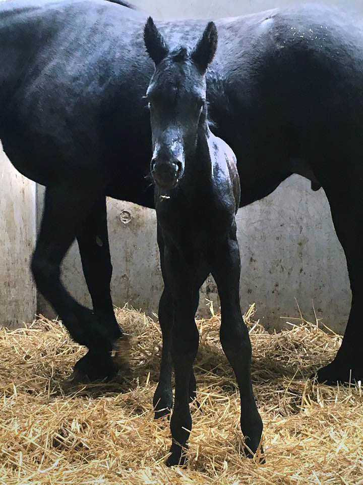 idserd fan stal sibma foal born