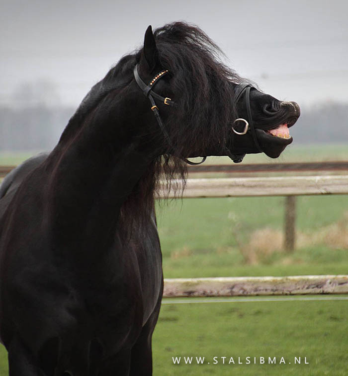 smiling horse