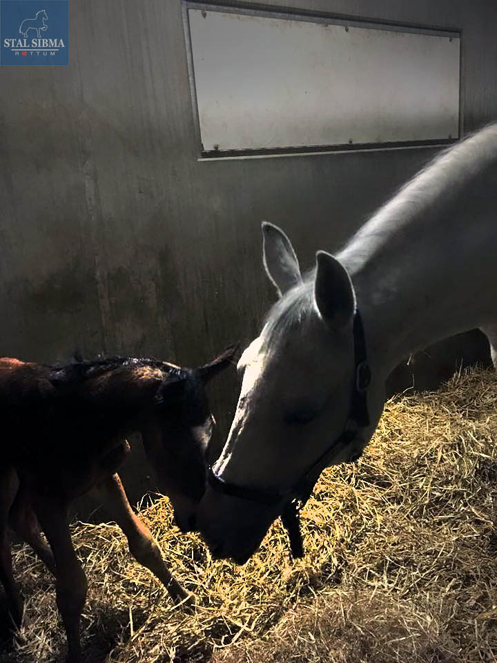nashville born stable sibma