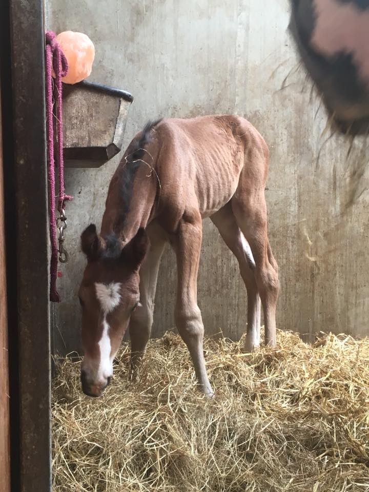 nashville colt born