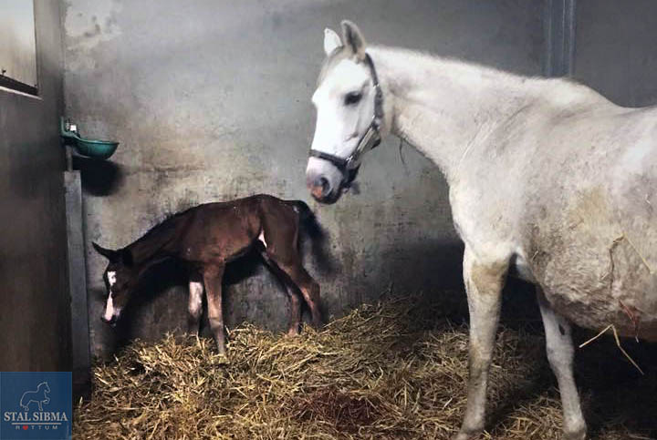 nashville geboren stal sibma fries paard