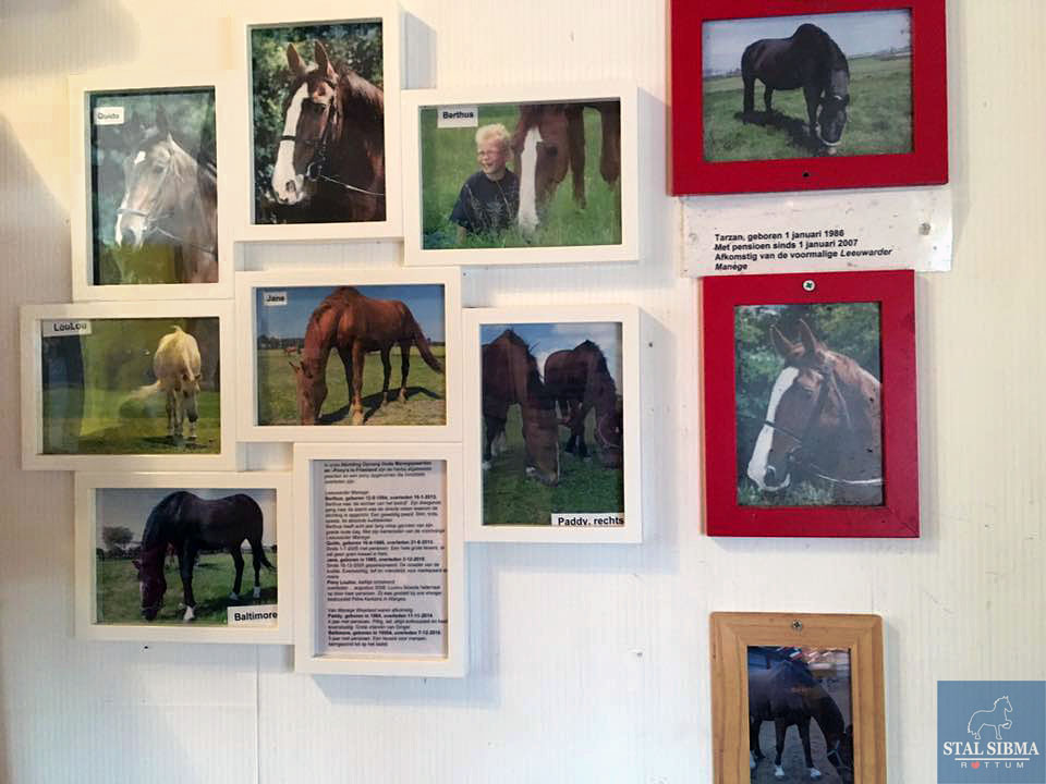 young leaders pensioenpaard alle oude manegepaarden