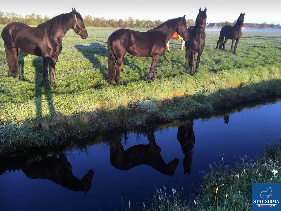 goedemorgen paarden stal sibma