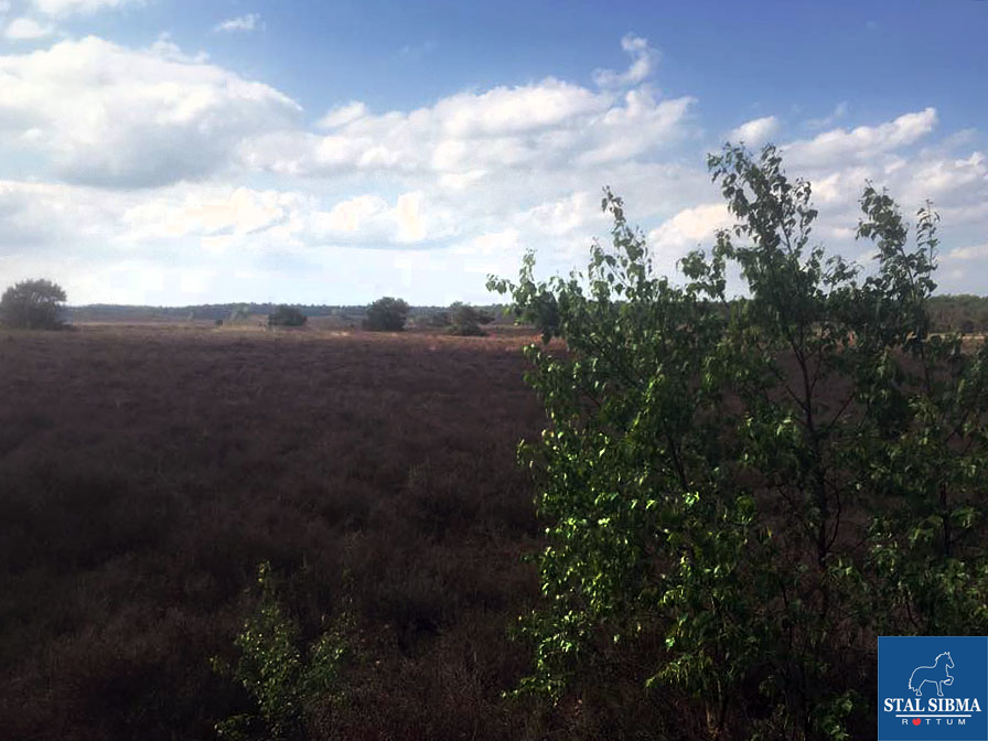 ponykamp veluwe heide