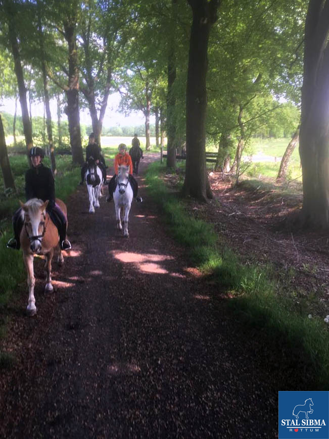 ponykamp veluwe in de schaduw