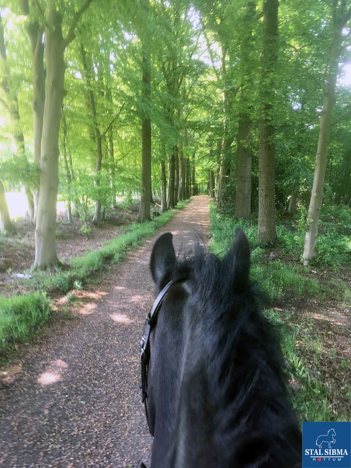 ponykamp veluwe mooie lanen