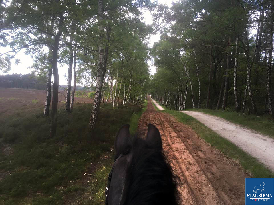 ponykamp veluwe prachtig landschap