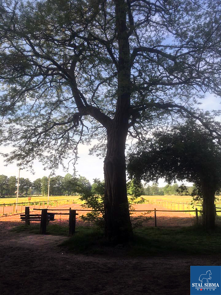 ponykamp veluwe prachtige boom