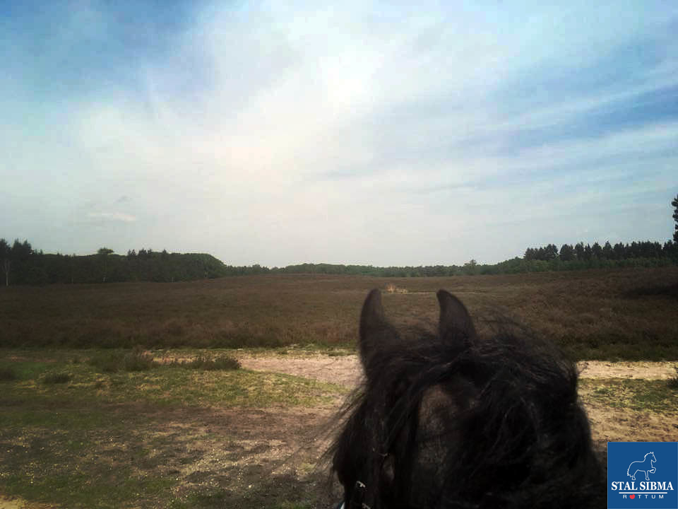 ponykamp veluwe uitzicht vanaf paard