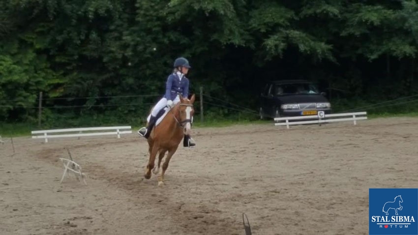 talententeam b dressuur
