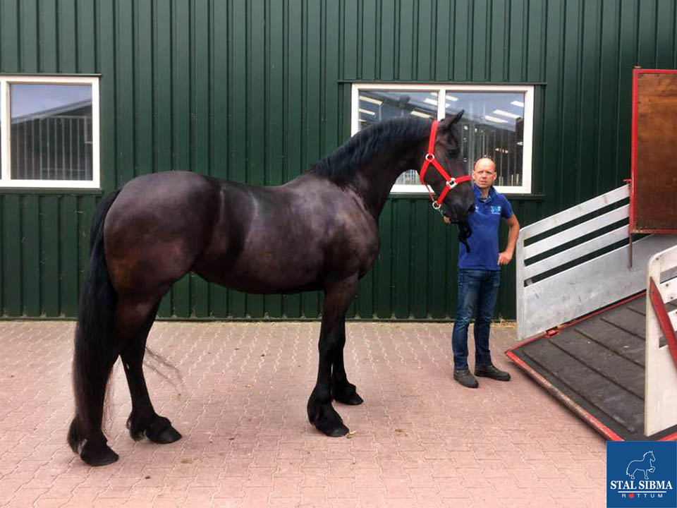 sold friesian saleshors pakistan stal sibma