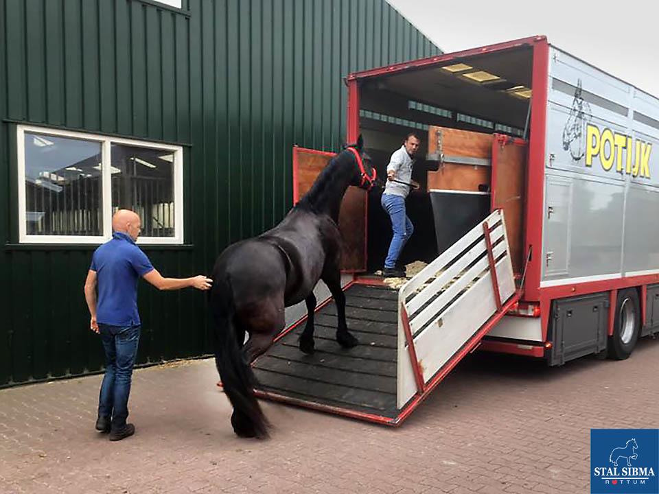 verkocht stal sibma top friese hengst zweden