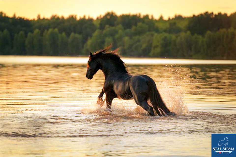 Hitte zomer paarden water stal sibma