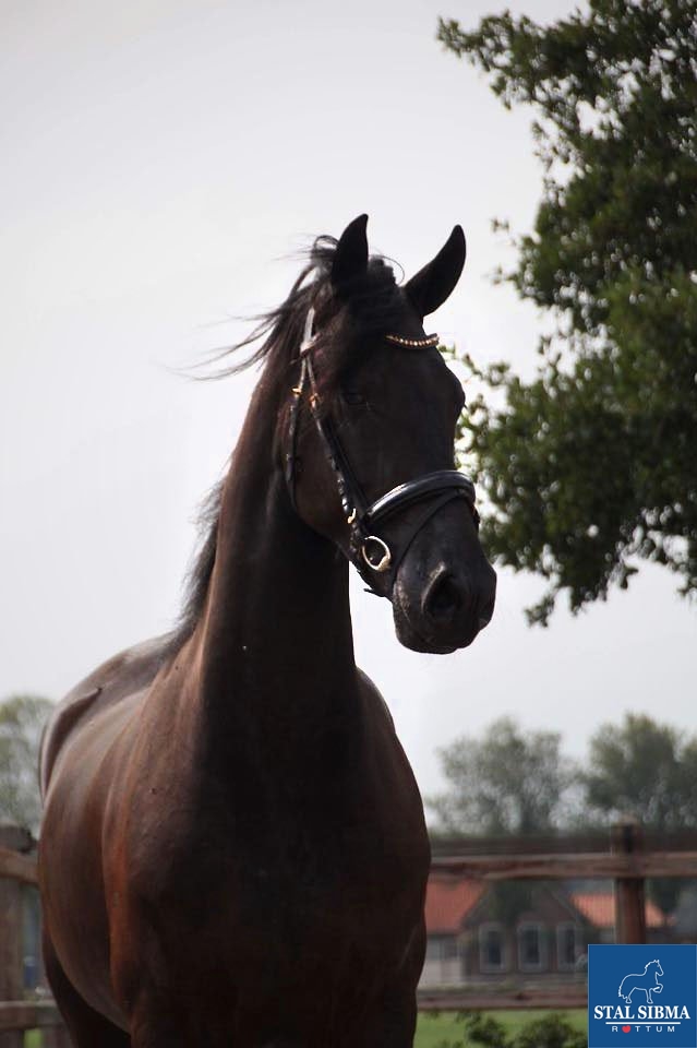 sold norbert 444 frisian horse