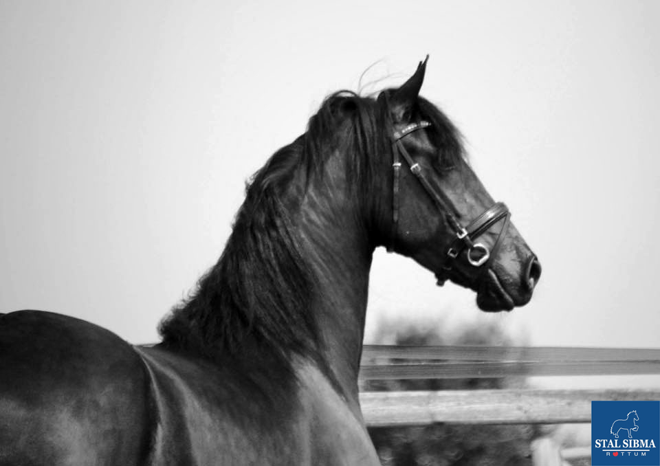 sold sport preferent kfps