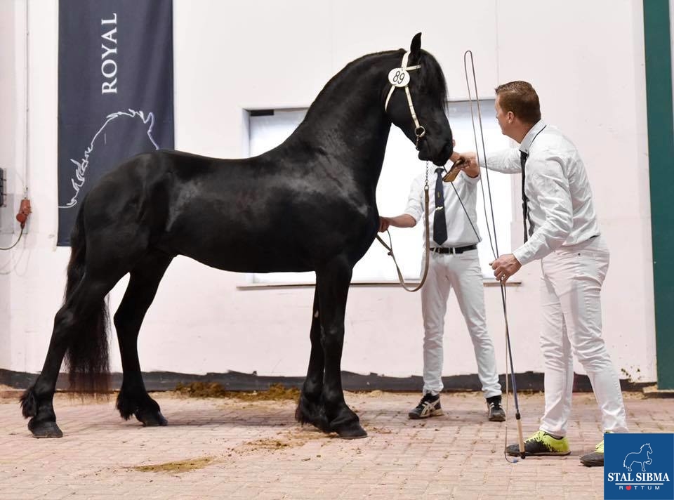 appointed stallion sufficient samen quality stal sibma