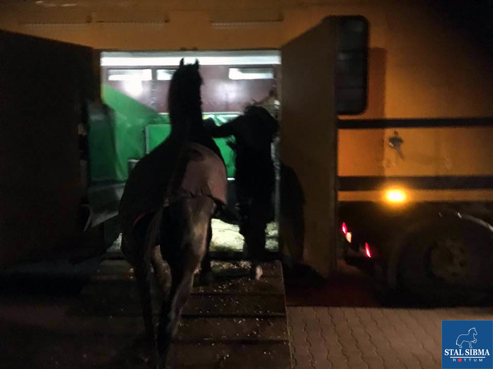 oezbekistan sibma verkoop friese hengst