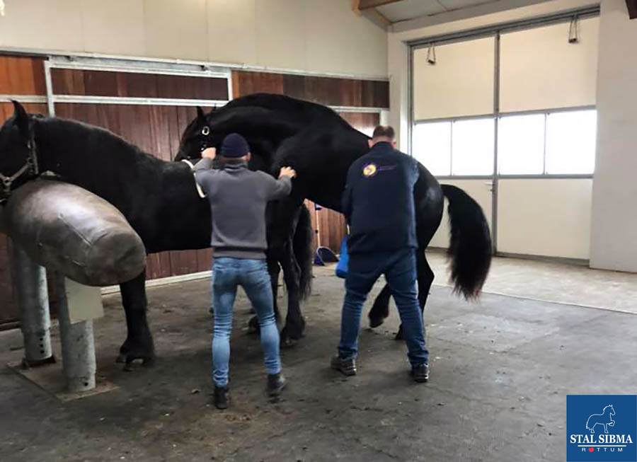 sperma onderzoek stal sibma keuring 2e bezichtiging