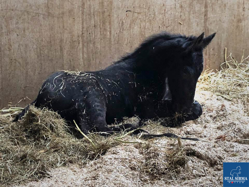 kjeld fan stal sibma born sired uldrik 457