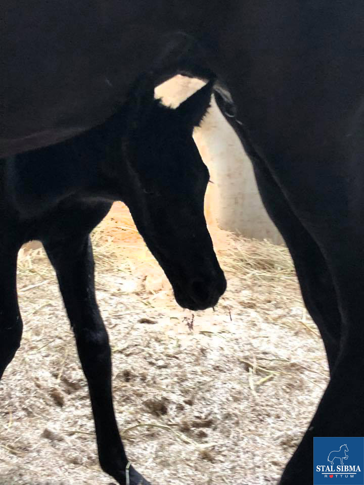 kjeld firsian horse born
