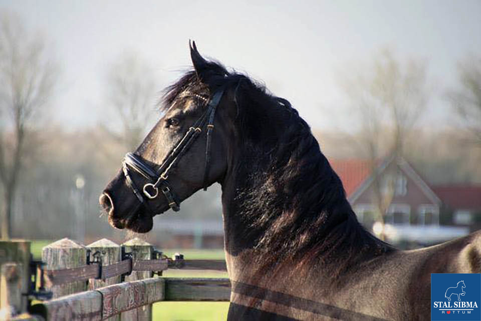 sold sweet mar in foal
