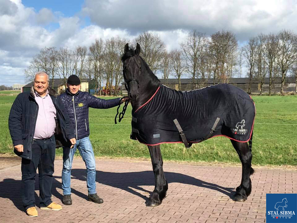 sold sweet mare israel