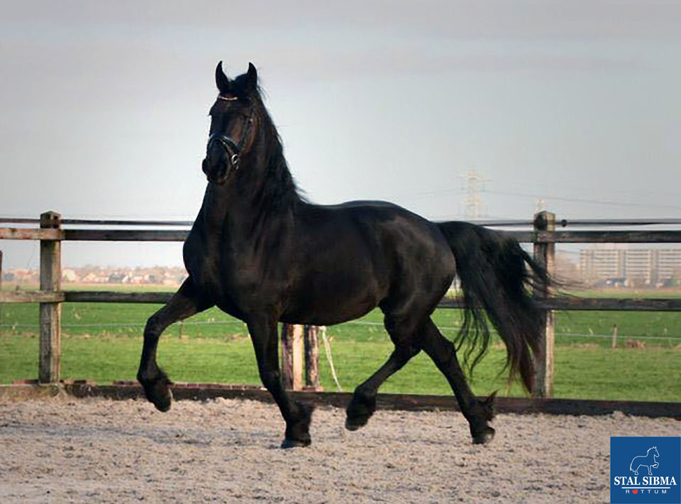 sold sweet mare to israel