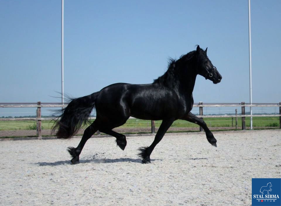 ster stalion sold sibma frisian