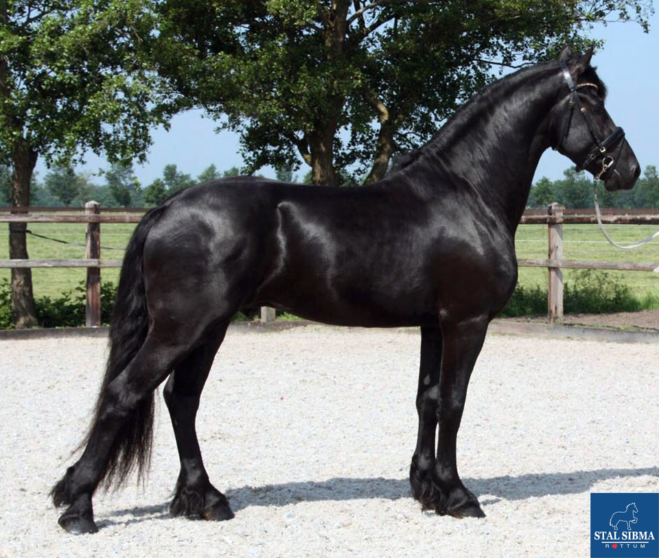 ster stallion sired by tsjalle