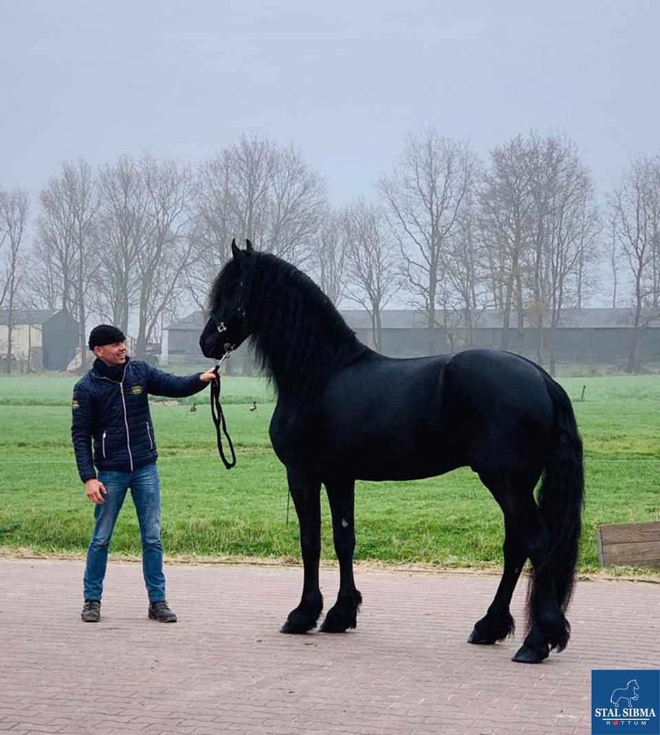 ster stallion sold stal piet sipma