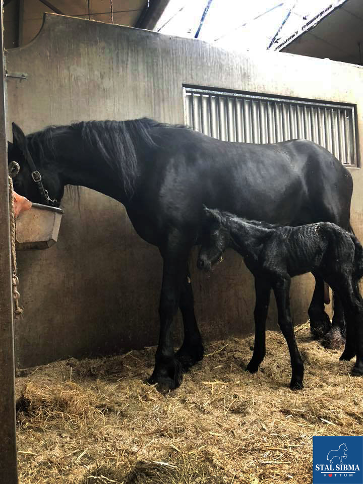 born jente friesian horse