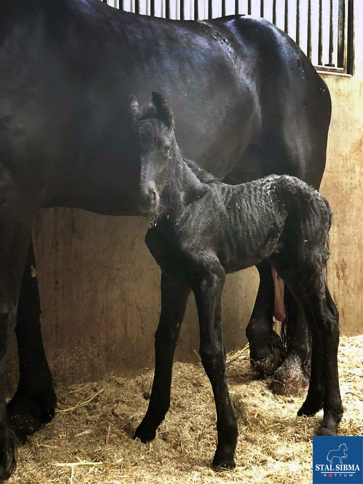 born jente stal sibma
