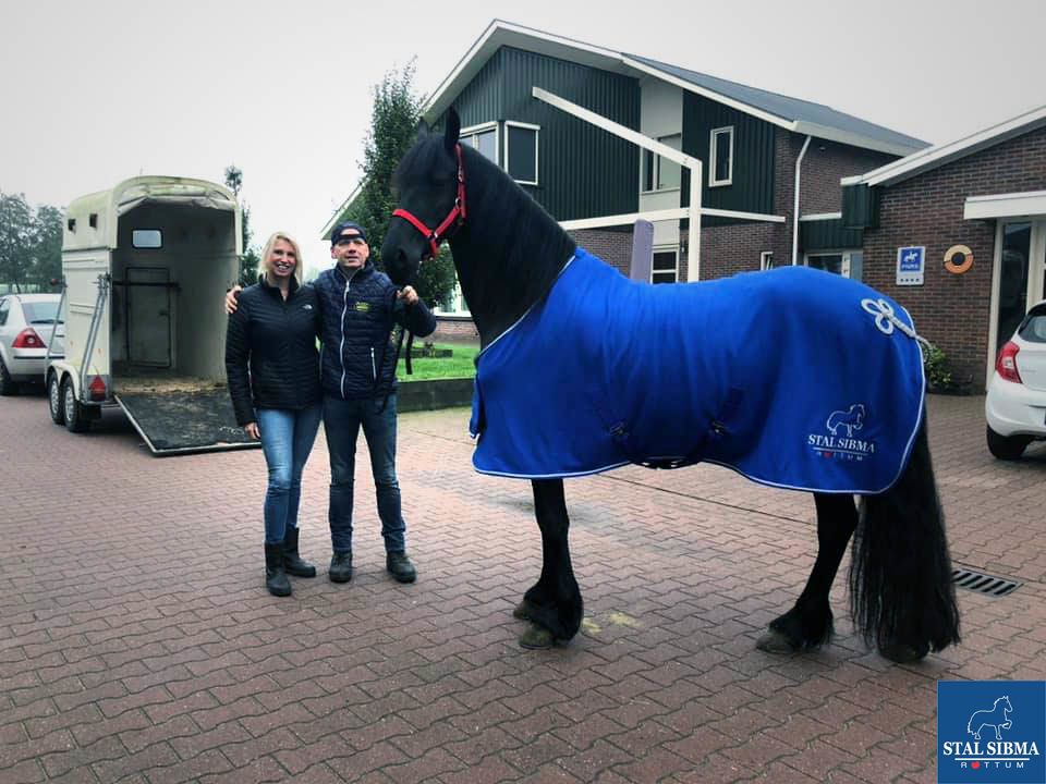 sold top rated friesian stal sibma netherlands