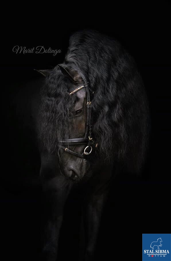 black friday fries paard