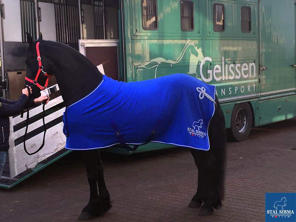 stunning stermare zamke friesian sold