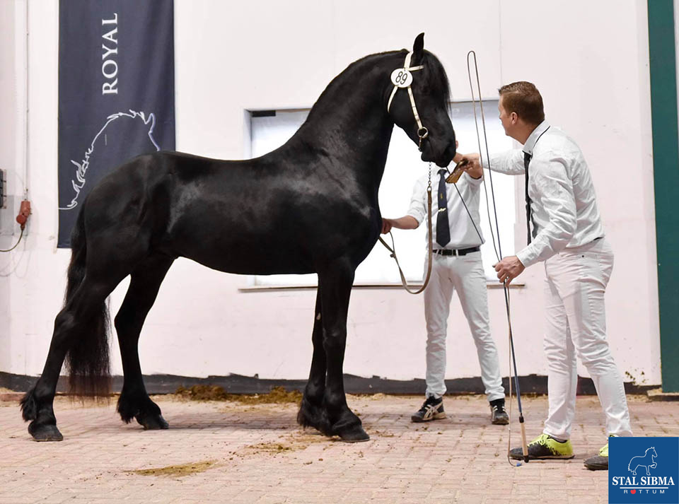 fader paard piet sibma