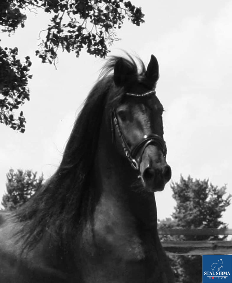 gelding hessel sold stal sibma