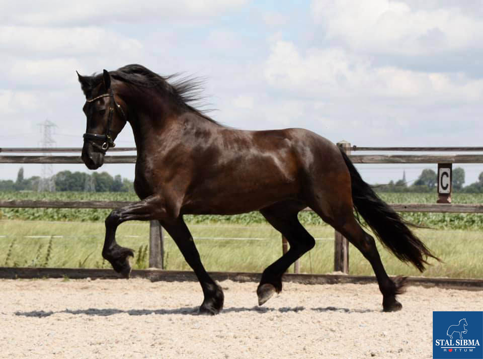 gelding hessel sold